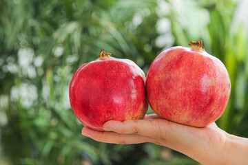 Fresh Ripe Pomegranates in Hand - Organic Fruit from Yunnan China