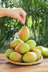 Fresh Ripe Pears in Bamboo Basket - Hand Picking Sweet Fragrant Fruit Outdoors