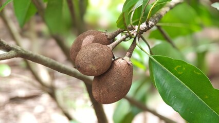 Sapodilla fruits and green leaves in the garden.