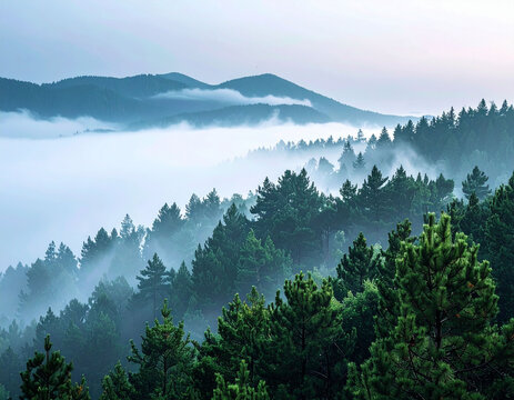 Foggy Evergreen Woods with Rolling Hills and Atmospheric Light