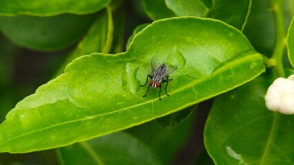House Fly, Parasite Insect on Green Leaf.