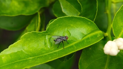 House Fly, Parasite Insect on Green Leaf.