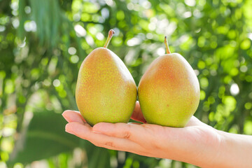Fresh Sweet Pears in Hand with Natural Green Background - Organic Fruit Harvest Concept