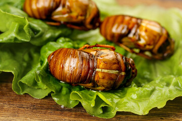 Silkworm Pupae Cocoons on Lettuce Leaves - Asian Exotic Food Delicacy Protein Ingredient