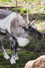 Caribou in the woods on a summer day