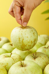Hand Picking Fresh Green Apple from Shandong China Harvest on Yellow Background