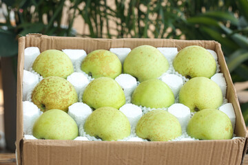 Shandong Green Apples Packed in Box with Protective Foam Wrapping for Fresh Fruit Distribution
