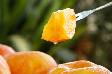 Fresh Shandong Peach Slice on Fork Dripping Juice - Ripe Garden Fruit Close-up