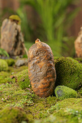 Wild Alpine Asparagus with Mud Growing in Zhaotong Mountain Forest Fresh Herbs Natural Environment
