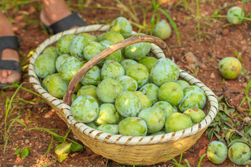 Fresh Green Plums in Wicker Basket After Picking from Garden