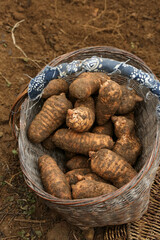 Fresh Wild Potatoes with Mud in Basket from Zhaotong Xiaocaoba Alpine Region - Tianma Harvest Agriculture