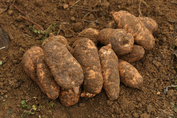Freshly Harvested Potatoes with Soil in Zhaotong Mountain Agriculture