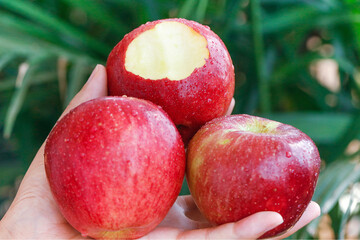 Fresh Red Apples with Morning Dew in Hand - Zhaotong Yunnan China Fruit Harvest