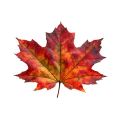 Obraz premium Vibrant autumn maple leaf showcases stunning red, yellow, and orange hues, capturing the essence of fall's natural beauty and seasonal transition.