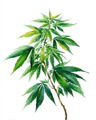 Fototapeta premium Watercolor Hemp. Isolated Green Cannabis Foliage for Medical Herbal Use