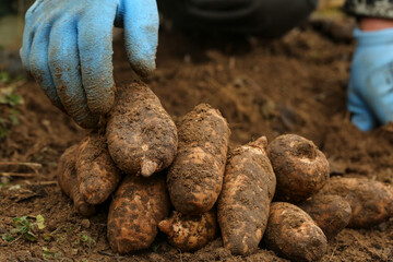 Wild Asparagus Harvesting in Zhaotong Yunnan China - Fresh Organic Vegetables Being Dug from Soil