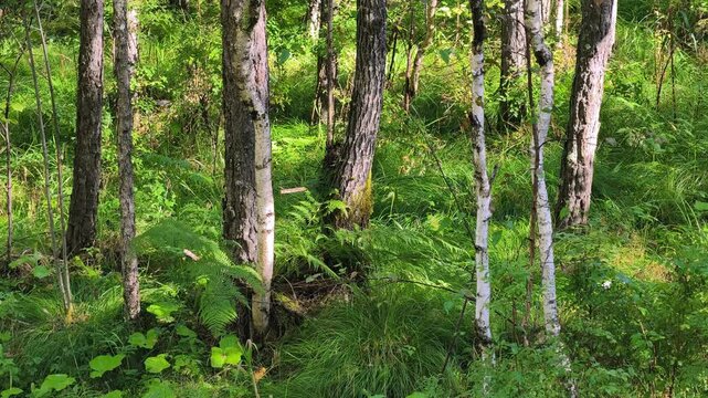 Video of Altai mixed birch and oine forest in summer season. Tree trunks surrounded by grass and firns.