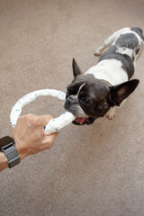 Caucasian young adult man holding circle shaped toy while playing tug of war with French Bulldog on carpeted floor, dog gripping toy with mouth and looking up at