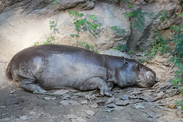 Baby hippopotamus sleeping on ground