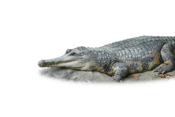 False Gharial ,Malayan gharial (Tomistoma schlegelii.) isolated on white background. This has clipping path.