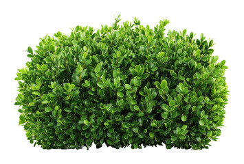 Naklejka premium Lush green boxwood shrub in natural nature isolated on transparent background