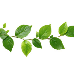 Obraz premium Lush green leaves nature scene plant freshness isolated on transparent background