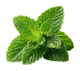 Harvesting fresh mint leaves herb garden nature isolated on transparent background