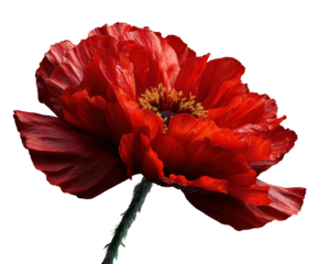 Vibrant red poppy flower nature beauty isolated on transparent background