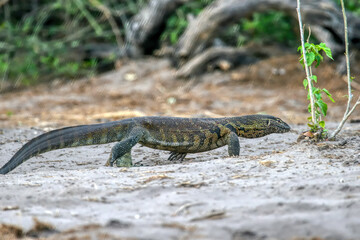 Nilwaran, nile monitor lizard, Varanus Niloticus in chobe national park , Okavango delta in Botswana, animal conservation game park
