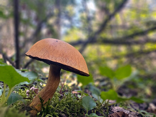 A large mushroom rises from the forest floor, its earthy texture and vibrant details captured in a shallow-depth-of-field shot, highlighting nature's quiet beauty.