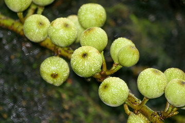 Ficus gilletii fruits, Bubu Fig , Ficus bubu in Chobe national park , Okavango delta in Botswana,...