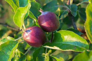 On a sunny apple tree branch hang two unripe but already blushing apples, surrounded by bright green leaves. The sun's rays highlight the fruits, emphasizing their natural beauty and freshness.
