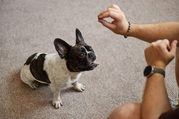 French Bulldog sitting on carpet looking up attentively at Caucasian young adult man holding treat in hand, dog waiting for command or reward during training session