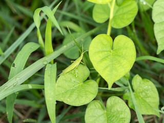 野原の草に乗るオンブバッタ