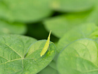 野原の草に乗るオンブバッタ
