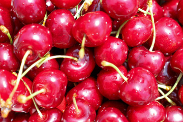 An appetizing macro shot of a pile of fresh, glossy cherries with sparkling water droplets on the surface. This photograph conveys a sense of freshness and juiciness, perfectly illustrating a harvest,