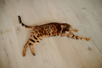 Bengal cat lying on wooden floor stretching body with spotted fur pattern visible, tail extended, ears alert, head turned to side, domestic pet relaxing indoors