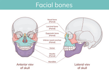 Skull anatomy. Facial bones with front and side projection of human skull outline.Vector medical illustration