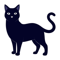 black cat on white background