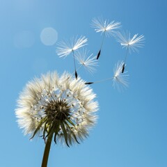 Obraz premium White Dandelion Seeds Blow in Blue Sky