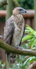 A raptorial bird perches on a wet branch during a rain shower, showcasing detailed plumage and sharp talons.