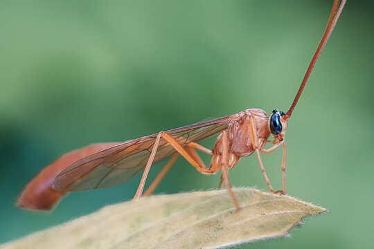 Crane fly (superfamily Tipuloidea), often mistaken for large mosquitoes. Crane flies are harmless to humans and play ecological roles.