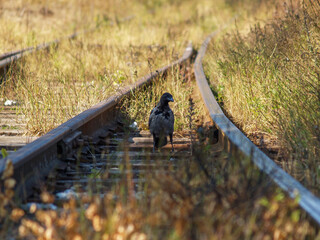 Hooded crow standing on abandoned railway track overgrown with grass.