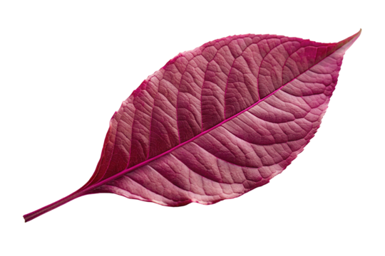 Closeup of a colorful autumn leaf showcasing intricate vein patterns against a black background
