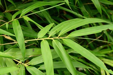 Pseudosasa japonica, called Idae in Korea, is an evergreen bamboo known as Arrow Bamboo. It grows...
