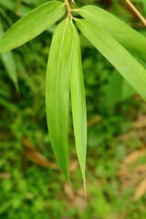 Obraz premium Pseudosasa japonica, called Idae in Korea, is an evergreen bamboo known as Arrow Bamboo. It grows 1–5 meters tall with persistent leaf sheaths and is valued ornamentally.