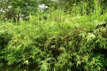 Pseudosasa japonica, called Idae in Korea, is an evergreen bamboo known as Arrow Bamboo. It grows 1–5 meters tall with persistent leaf sheaths and is valued ornamentally.
