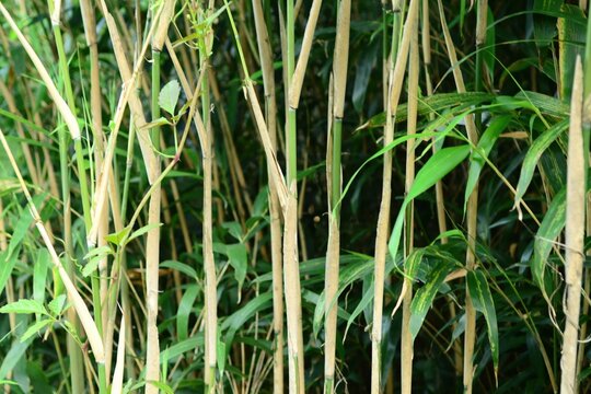 Pseudosasa japonica, called Idae in Korea, is an evergreen bamboo known as Arrow Bamboo. It grows 1–5 meters tall with persistent leaf sheaths and is valued ornamentally.