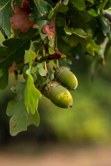 Acorns hanging from an oak tree surrounded by green leaves, softly illuminated by the gentle morning light in a peaceful woodland setting. © hpboerman
