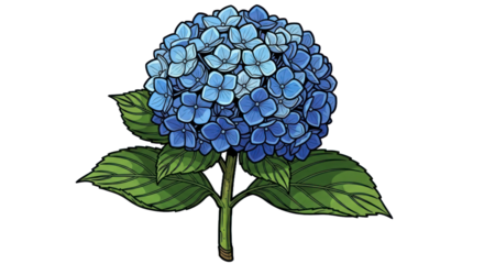 Hydrangea flower illustration